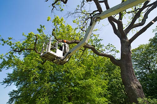 arbre commercial