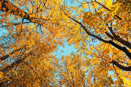 arbre
