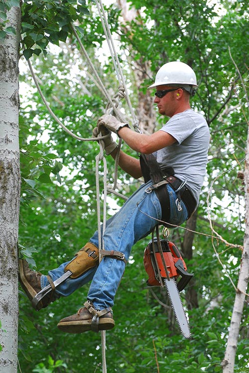 élagage arbre