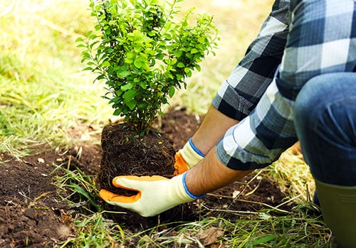 plantation