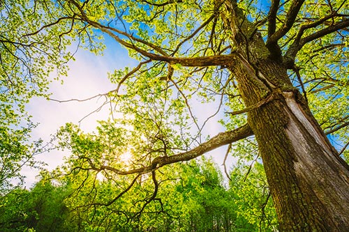 planter arbre